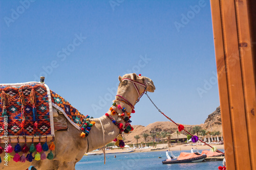 Fotografia Camel with a drover on the beach