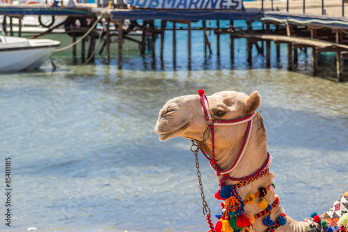 Принти на полотні Camel with a drover on the beach