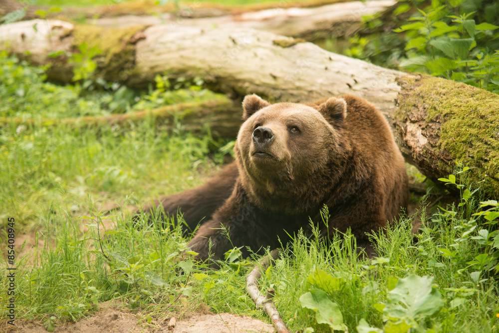 Fototapeta premium Der BÄRENWALD Müritz bietet Bären aus schlechter Haltung seit 2006 ein tiergerechtes Zuhause. 