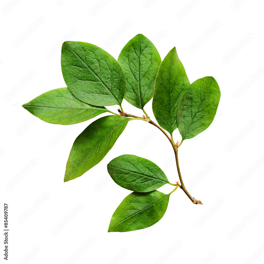 Naklejka premium Green leaves
