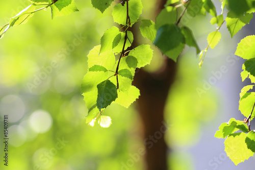 Beautiful foliage of a tree