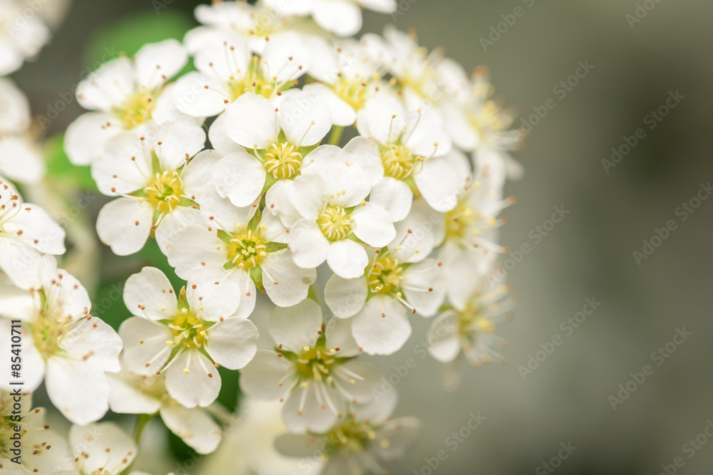 Small White Flowers Blossom In Spring Garden