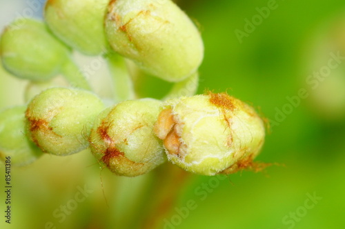 Bourgeon chestnut flowers with bokeh background
 photo