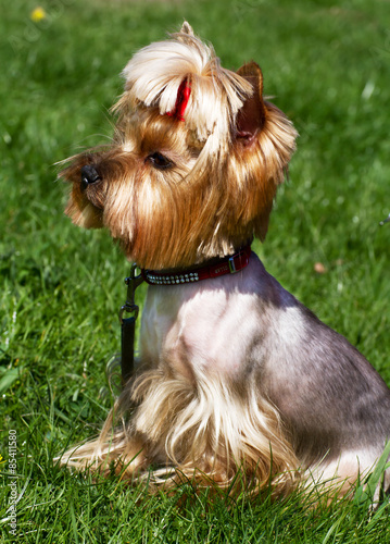 Charming Yorkshire terrier in the grass.