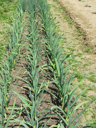 Garlic plants in rows in the garden in Tuscany, Italy