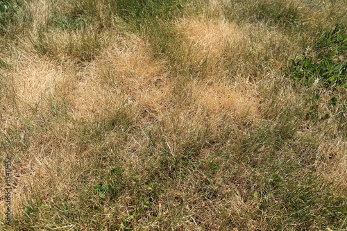 Lawn scorched by the sun with dry, discolored grasses. photo