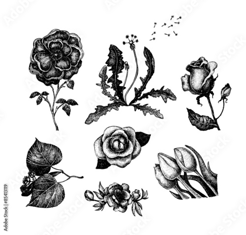Fototapeta Naklejka Na Ścianę i Meble -  Collection of vintage hand drawn flowers