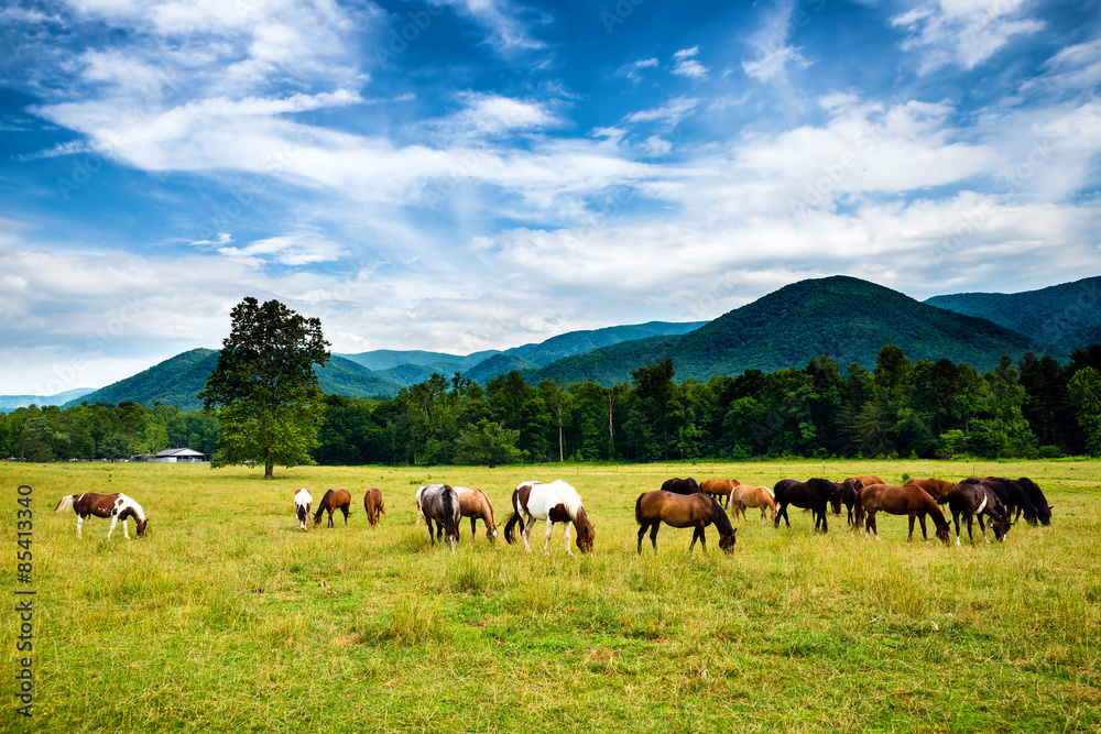 Fototapeta premium Herd of horses graze before smoky mountains in Tennessee at Cade