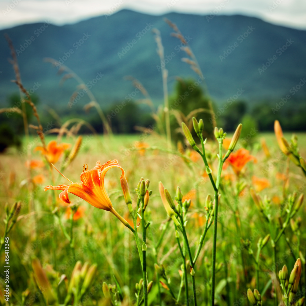 Fototapeta premium Wild lilies at Cades Cove Great Smoky Mountains National Park