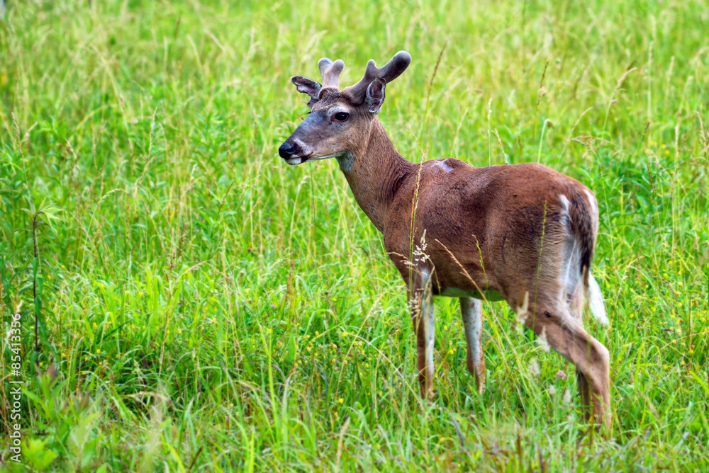 Deer at Cades Cove Great Smoky Mountains National Park Deer at Cades Cove Great Smoky Mountains National Park