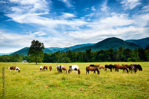 Herd of horses graze before smoky mountains in Tennessee at Cade