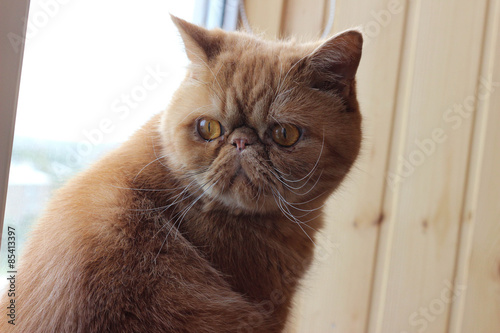 Exotic Shorthair cat