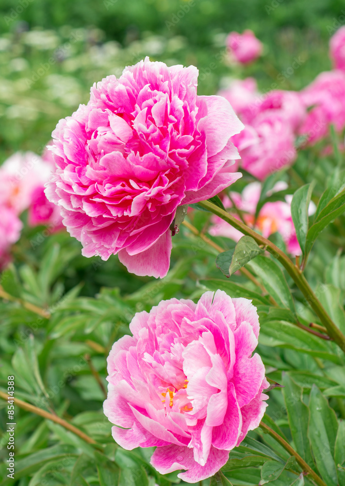 Flowers Pink Peonies