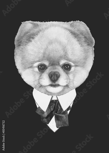 Hand drawn fashion Illustration of Pomeranian dog. Vector isolated elements.