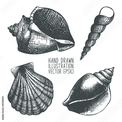 hand drawn sea shell sketch
