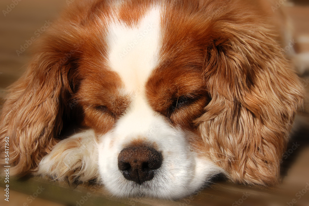 Sleeping Cavalier King Charles Spaniel Dog