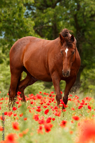 Fuchsstute im Mohn