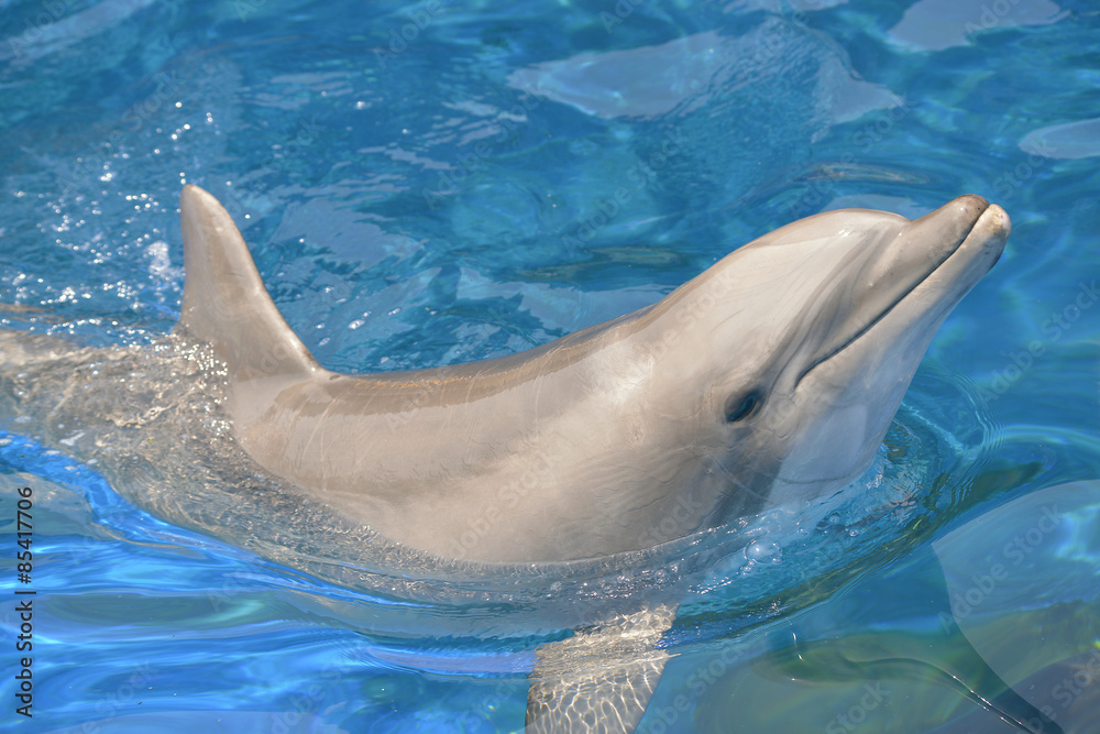 Fototapeta premium Bottlenose dolphin