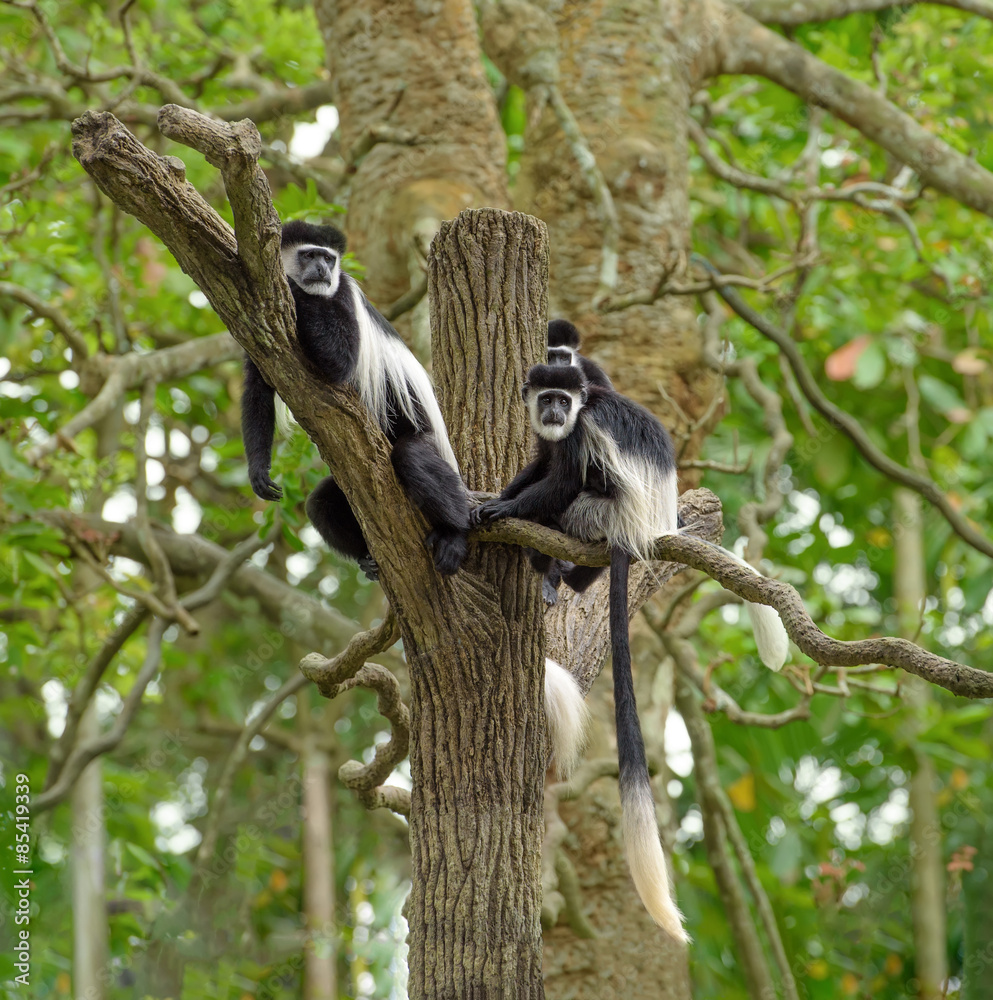 Fototapeta premium Black and white colobus monkeys