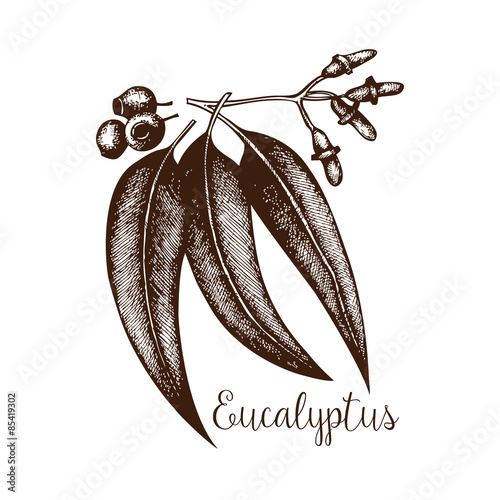 Ink hand drawn Eucalyptus plant.  Tropical flower isolated on white.