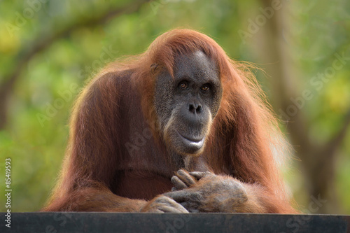 Adult orangutan looking straight in camera © ChaoticDesignStudio