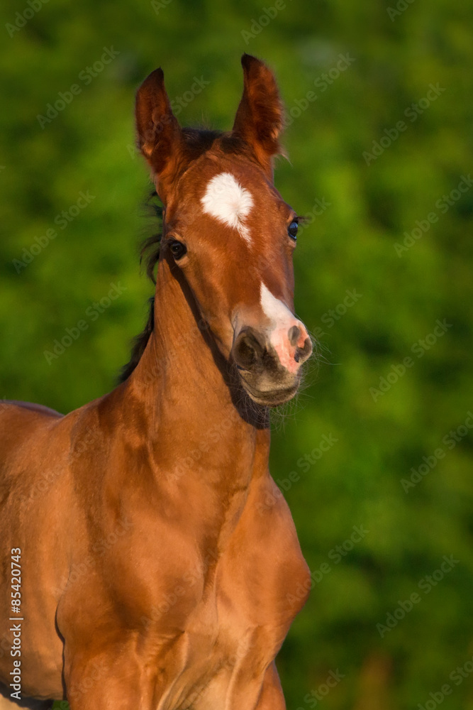 Bay newborn colt portrait  outdoor
