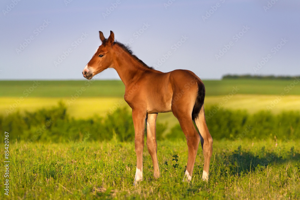 Bay foal standing in spring green field Bay foal standing in spring green field