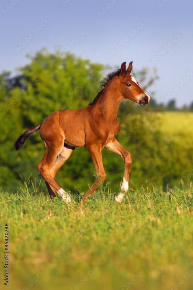 Running bay foal in spring green field Running bay foal in spring green field