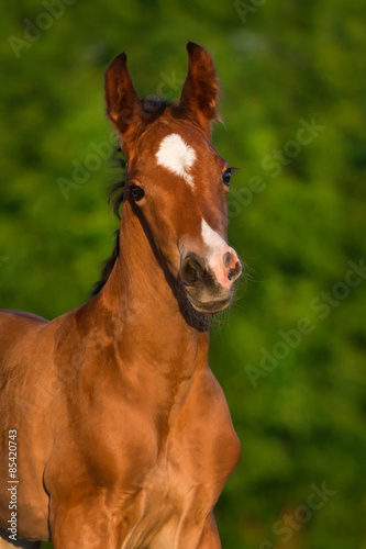Bay newborn colt portrait  outdoor © callipso88