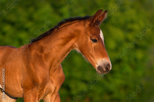 Bay newborn colt portrait outdoor