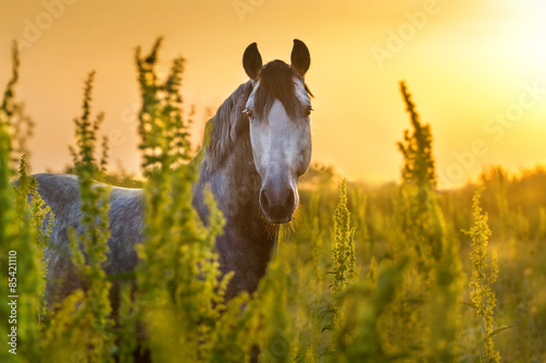 Bild auf Leinwand Portrait of beautiful grey lusitano horse at sunrise