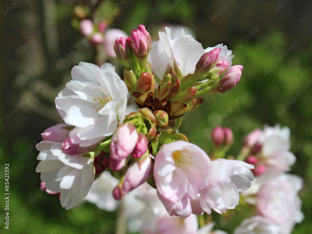 Obraz premium Zierkirsche in voller Blüte