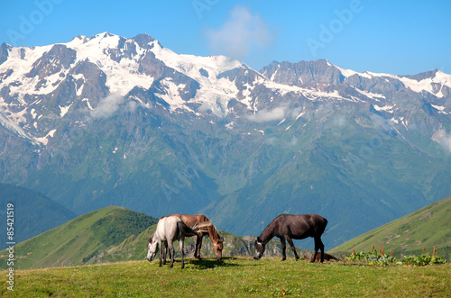 Wild horses grazing in the mountains
