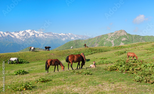Wild horses grazing in the mountains © tns2710