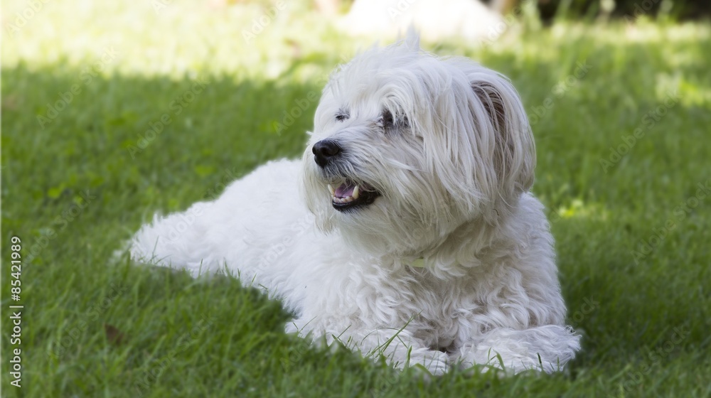 Puppy maltese