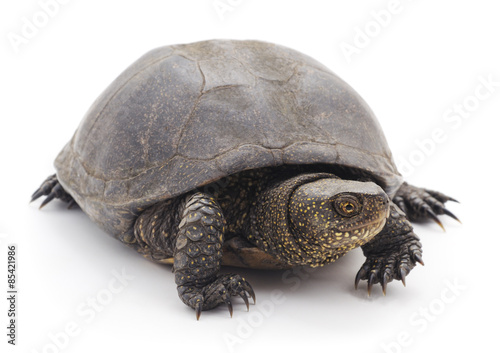 Large turtle.
