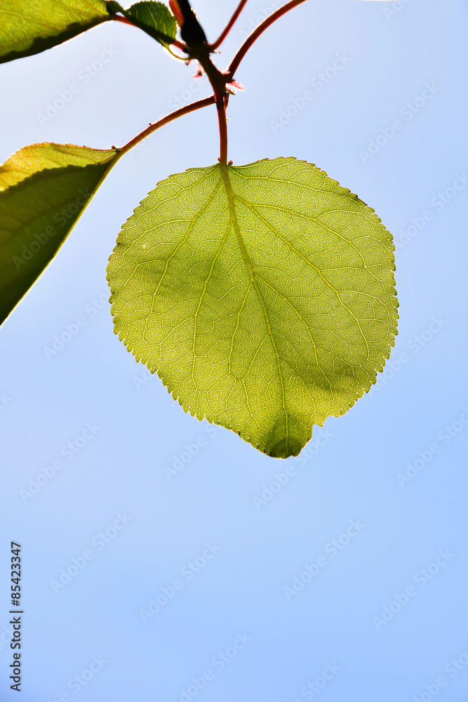 Obraz premium Shiny translucent apricon tree leaf on light blue sky background