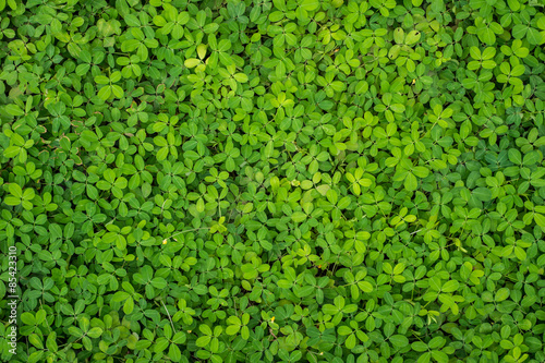 Tiny green leaves background, Texture