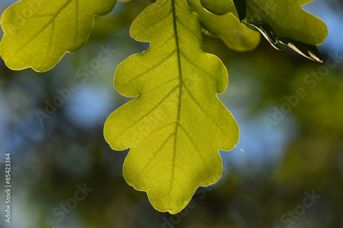 Shiny vivid translucent oak tree leaf on blue sky and green back