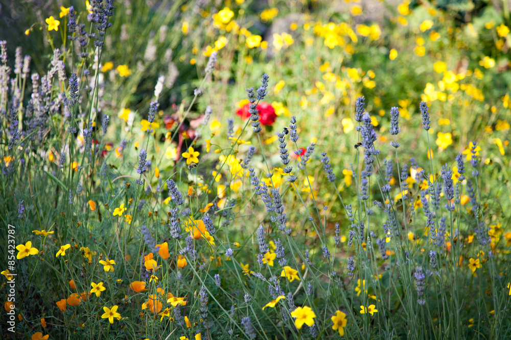 Fototapeta premium Sommerlicher Bauerngarten