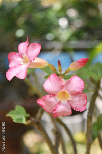 Fototapeta Naklejka Na Ścianę i Meble -  pink Desert Rose flower nature