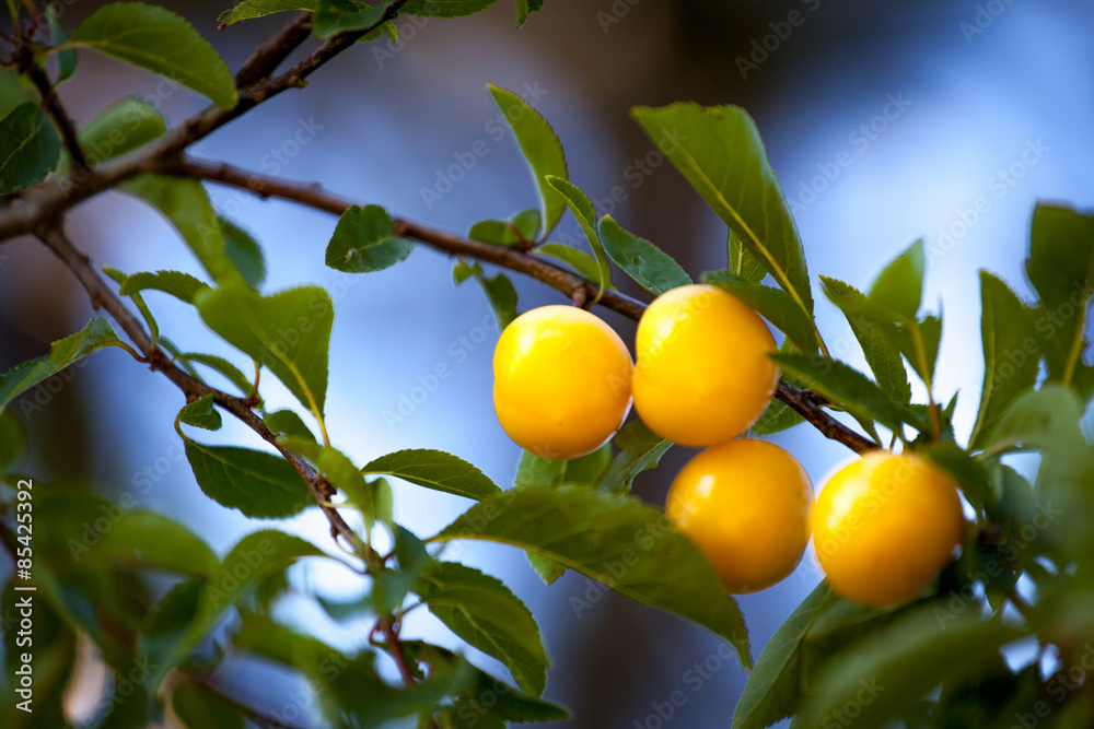 Gelbe Früchte an einem grünen Zweig in Nahaufnahme