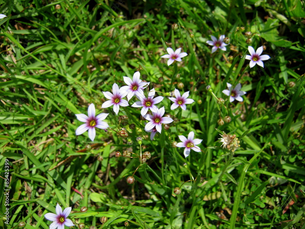 Prato fiorito Prato fiorito