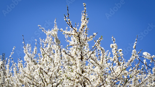 Weiße Kirschblüten im Frühling