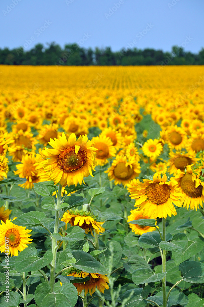 Obraz premium A field of sunflowers