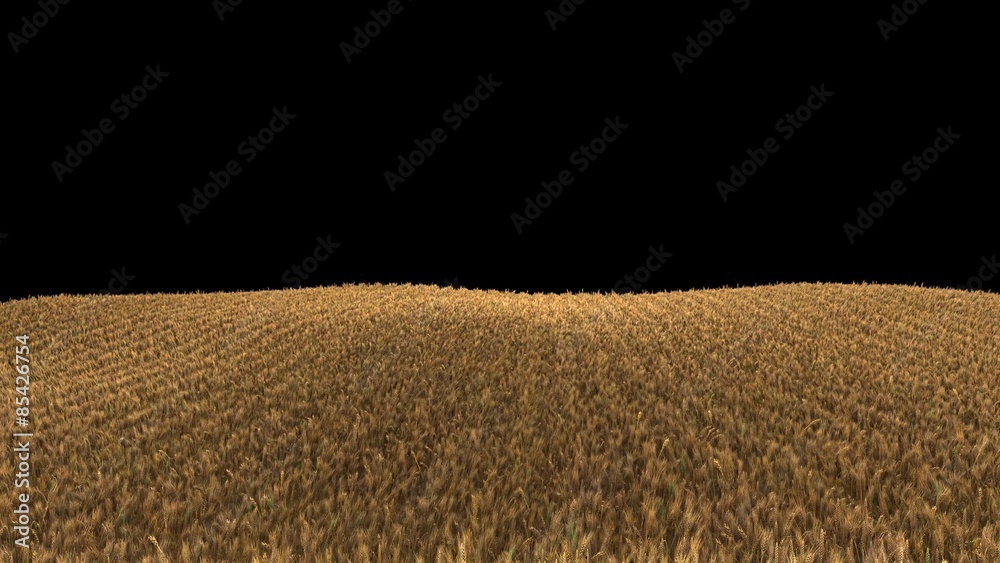 4k wheat field ready to be harvested (seamless loop, isolated on black, with alpha)