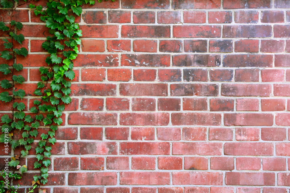Leaf wall with old brick background. Leaf wall with old brick background.
