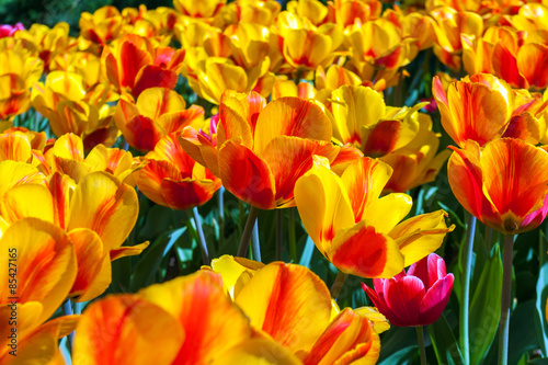 tulips in flower garden Kukenhof park  Holland  Netherlands
