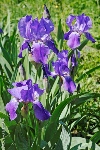 Multitude of the blossoming iris flowers in garden