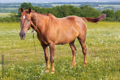 Beautiful brown horse is feeding at green field